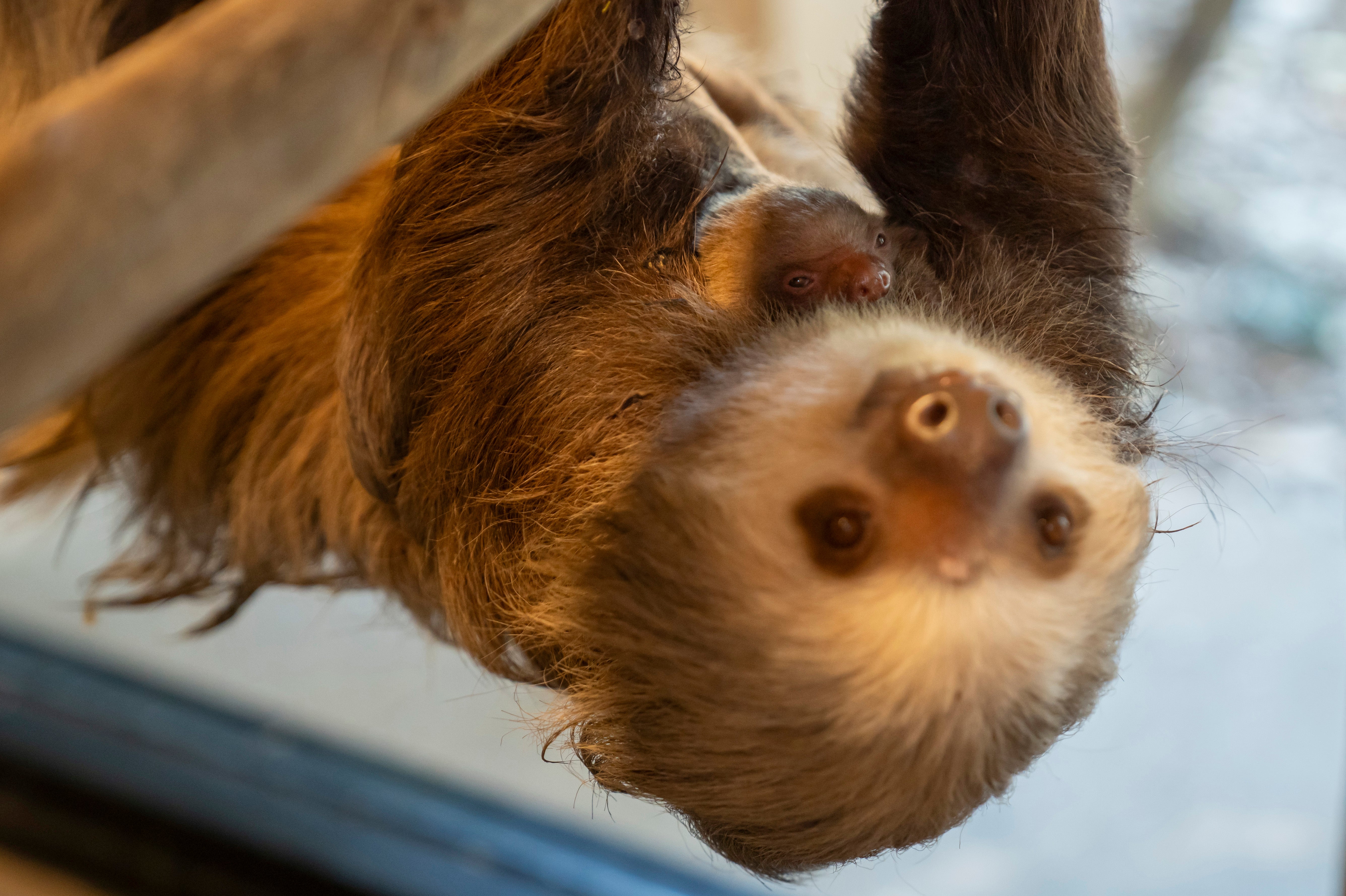 Virus originating in sloths has been recorded in Europe