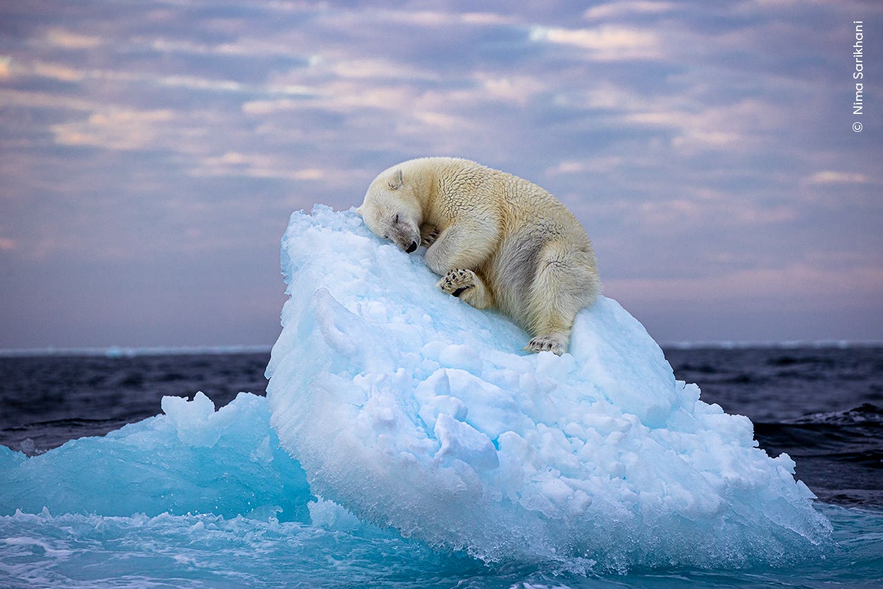 The winning shot of a polar bear drifting off to sleep on an iceberg (Nima Sarikhani/Wildlife Photographer of the Year/PA)
