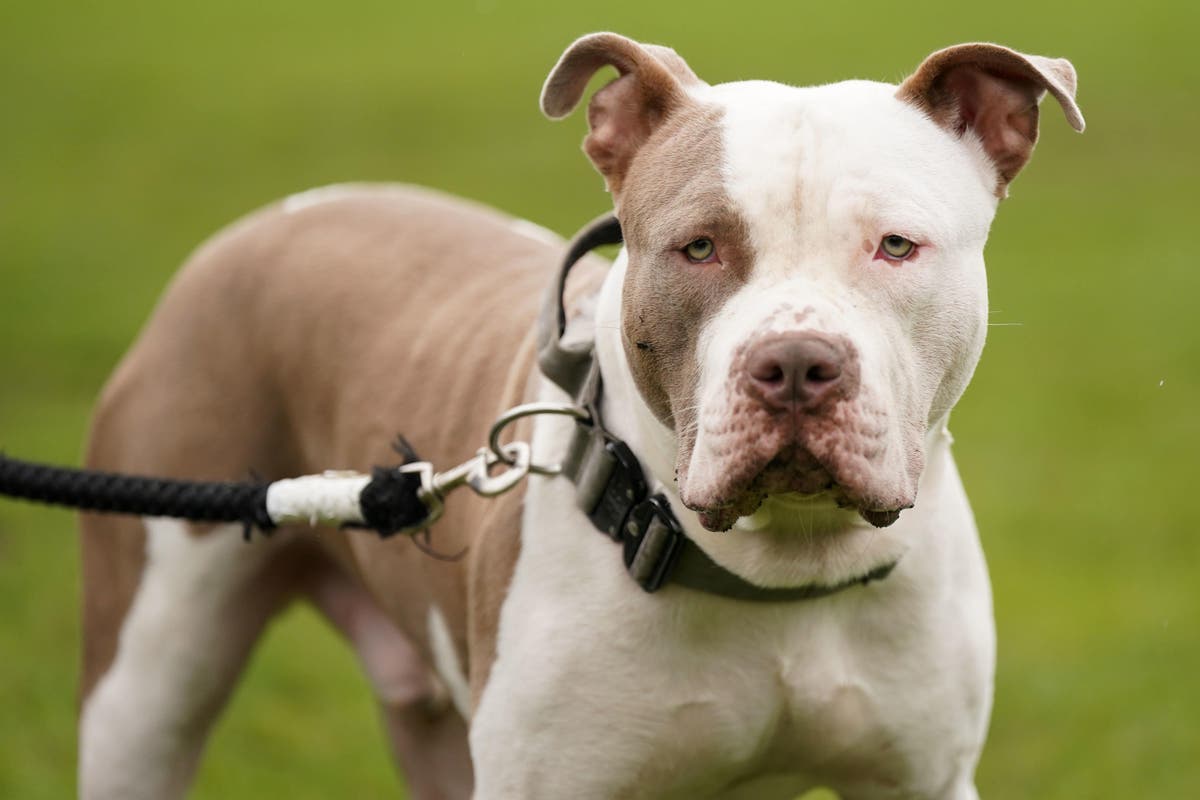 Thousands of XL Bully dogs saved from death after owners apply for exemptions