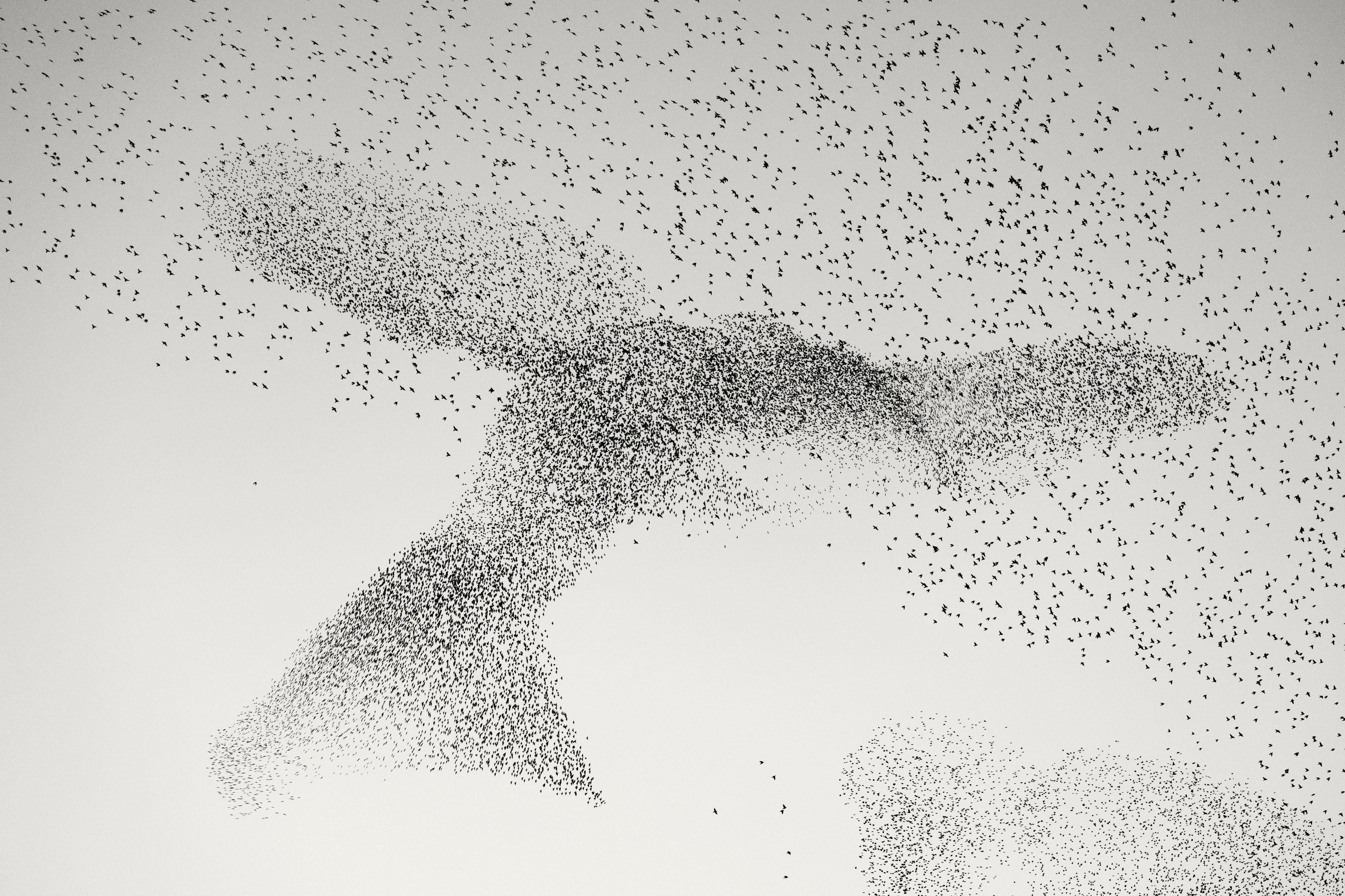 Undated handout photo issued by Natural History Museum of Starling Murmuration by Daniel Dencescu, Germany/Romania, of a murmuration above the city of Rome, Italy, one of the 'Highly Commended' images in the Wildlife Photographer of the Year People's Choice Award