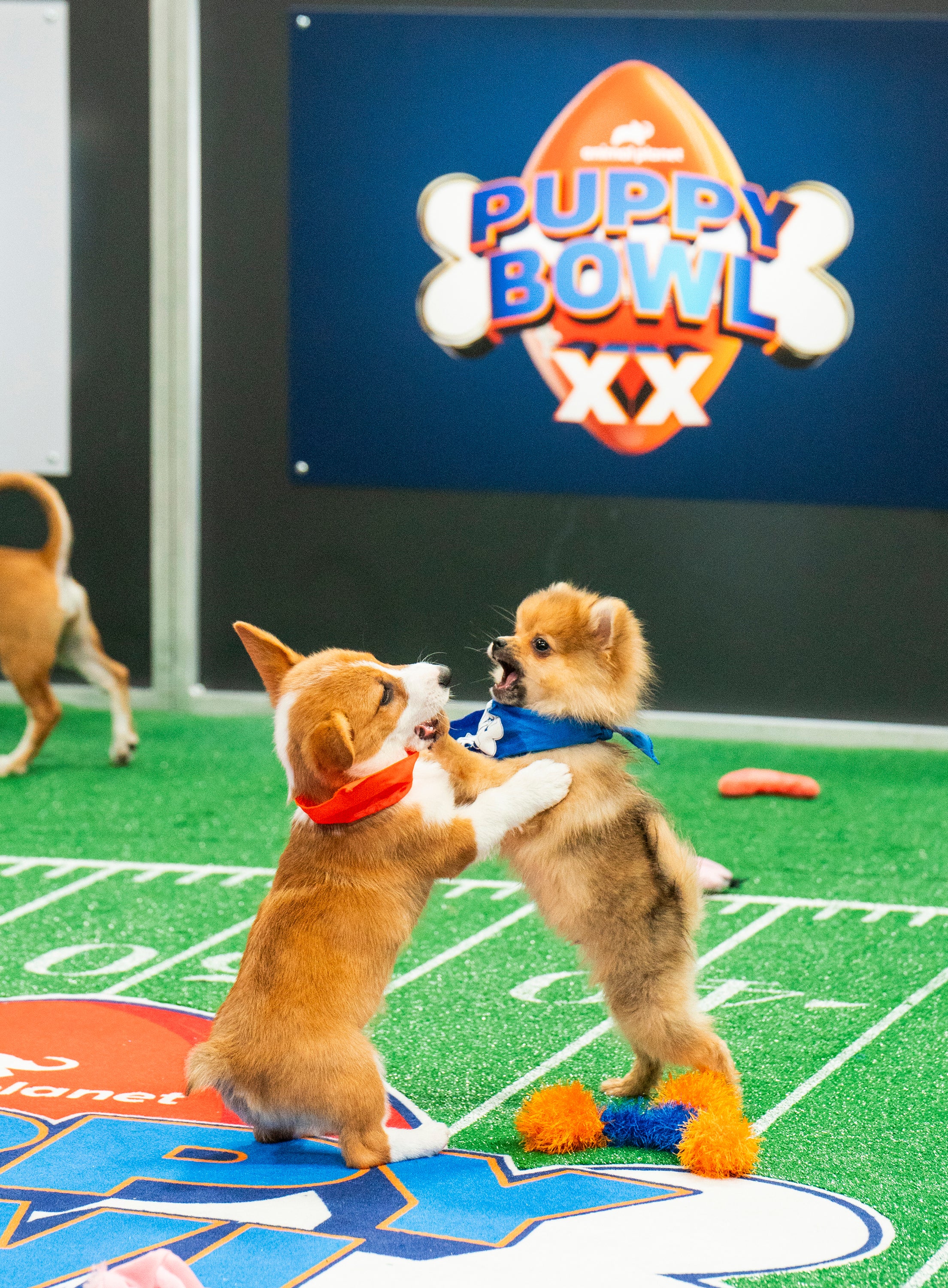 Puppy Bowl celebrates a big anniversary this year one that shelter and rescue pups will cheer The Independent