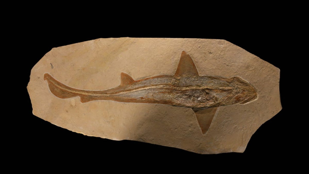 ‘Exceptionally rare’ 96-million-year-old shark fossil set for auction