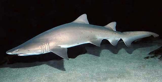 <p>Modern day sand tiger shark</p>