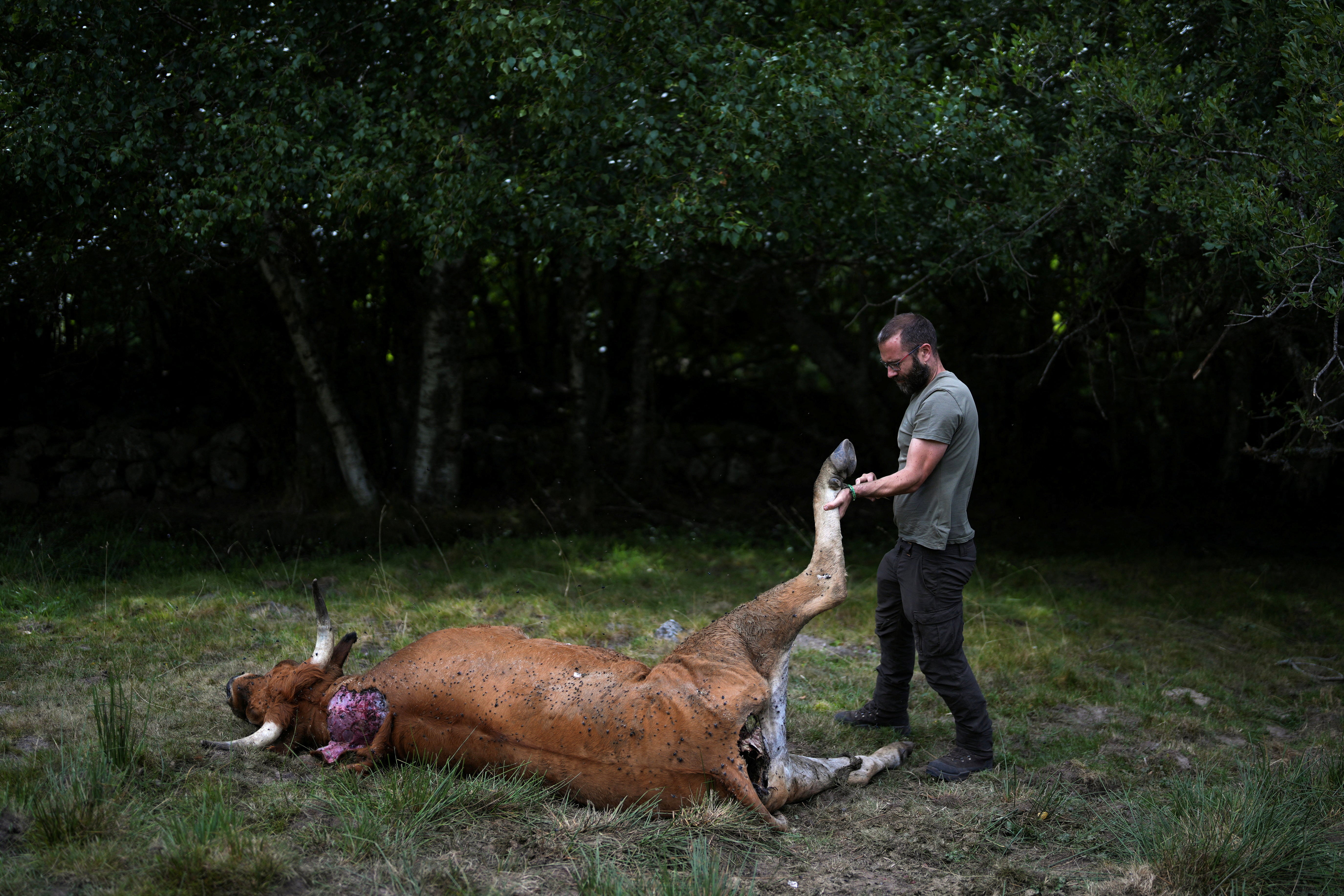 Daniel Pinto, operational manager of a special patrol monitoring Iberian brown bears, examines the body of a dead cow, which he determined hadn't been killed by a bear, in Salientes, Spain