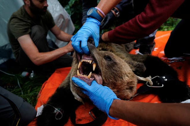 <p>Veterinarian Gabriel de Pedro examines the mouth of an anaesthetised female Iberian brown bear, the first to be captured after decades</p>