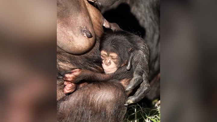 <p>Rare baby chimpanzee clings to mother after being born at Chester Zoo.</p>