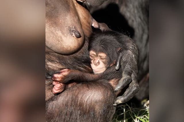 <p>Rare baby chimpanzee clings to mother after being born at Chester Zoo.</p>