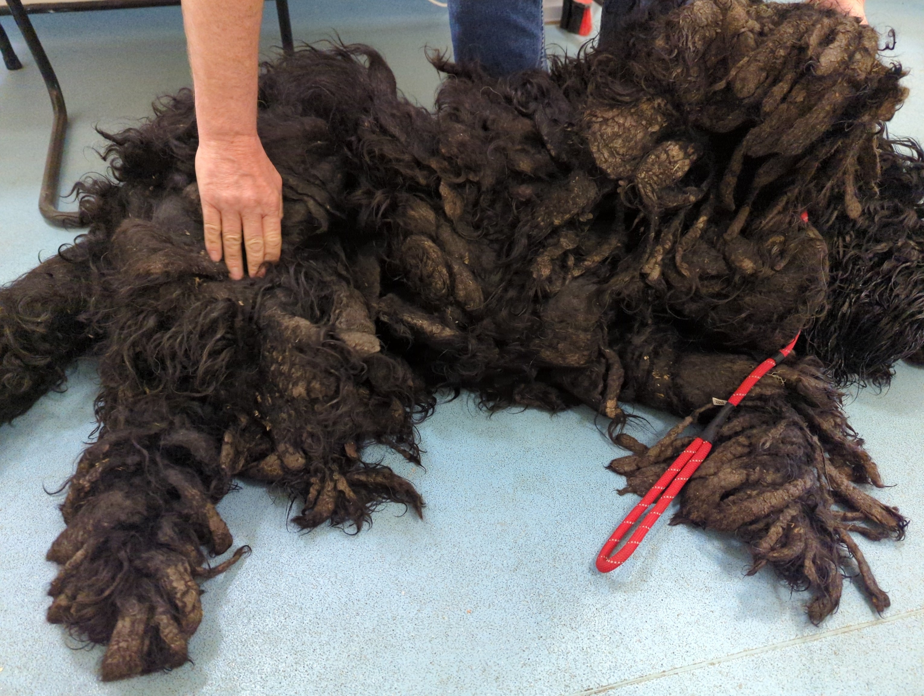 The Russian Terrier was so ungroomed it was carrying an extra 21 per cent of bodyweight