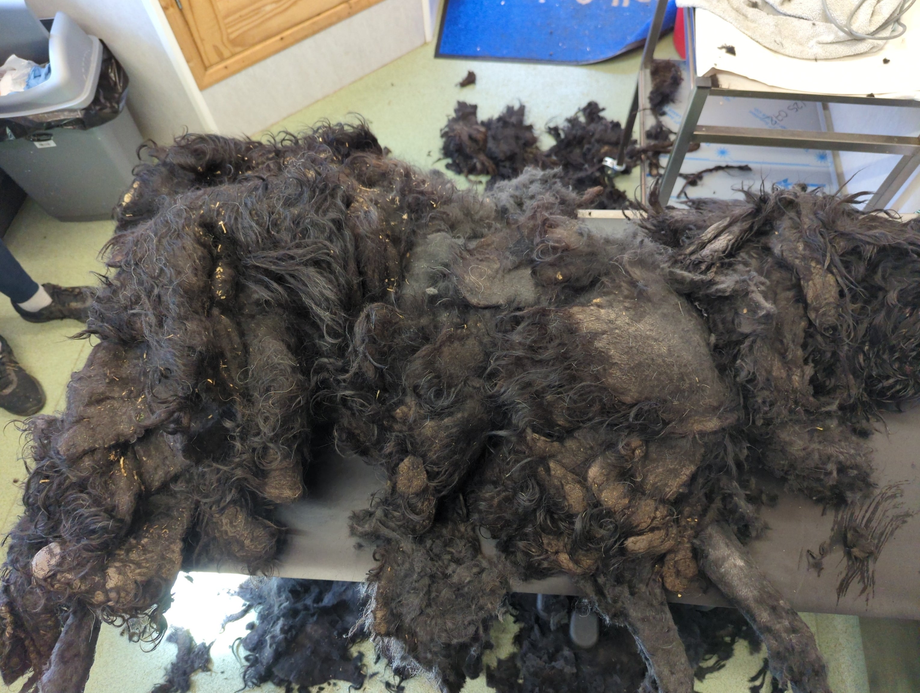 The Russian Terrier was covered in 17lbs of extra weight due to matted fur