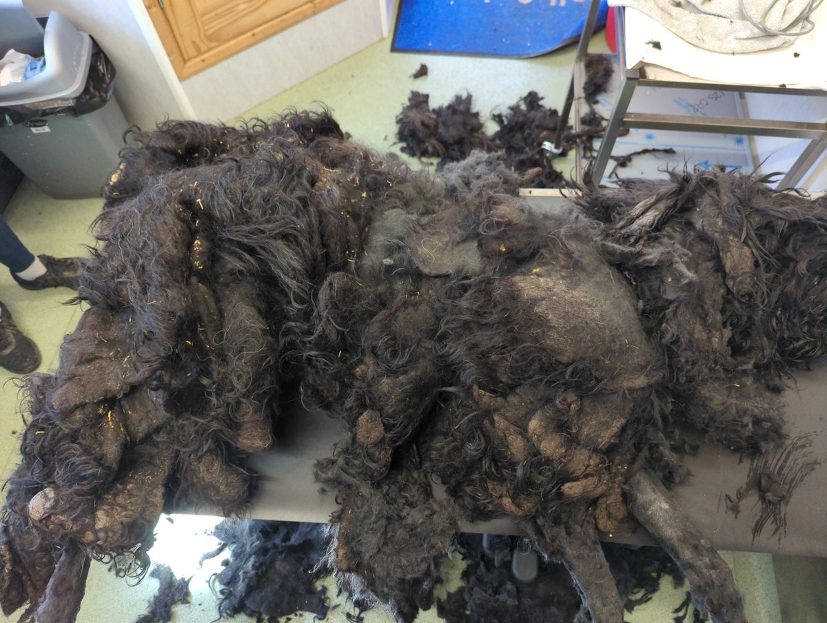 Russian Terrier covered in 17lbs of matted filthy hair after owner decided breed didn’t need clipping