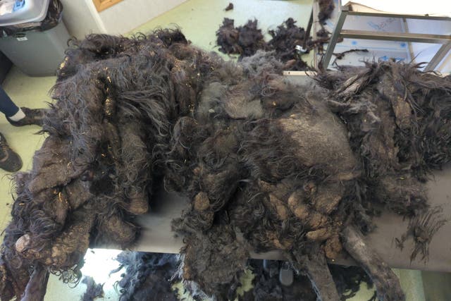 <p>The Russian Terrier was covered in 17lbs of extra weight due to matted fur </p>