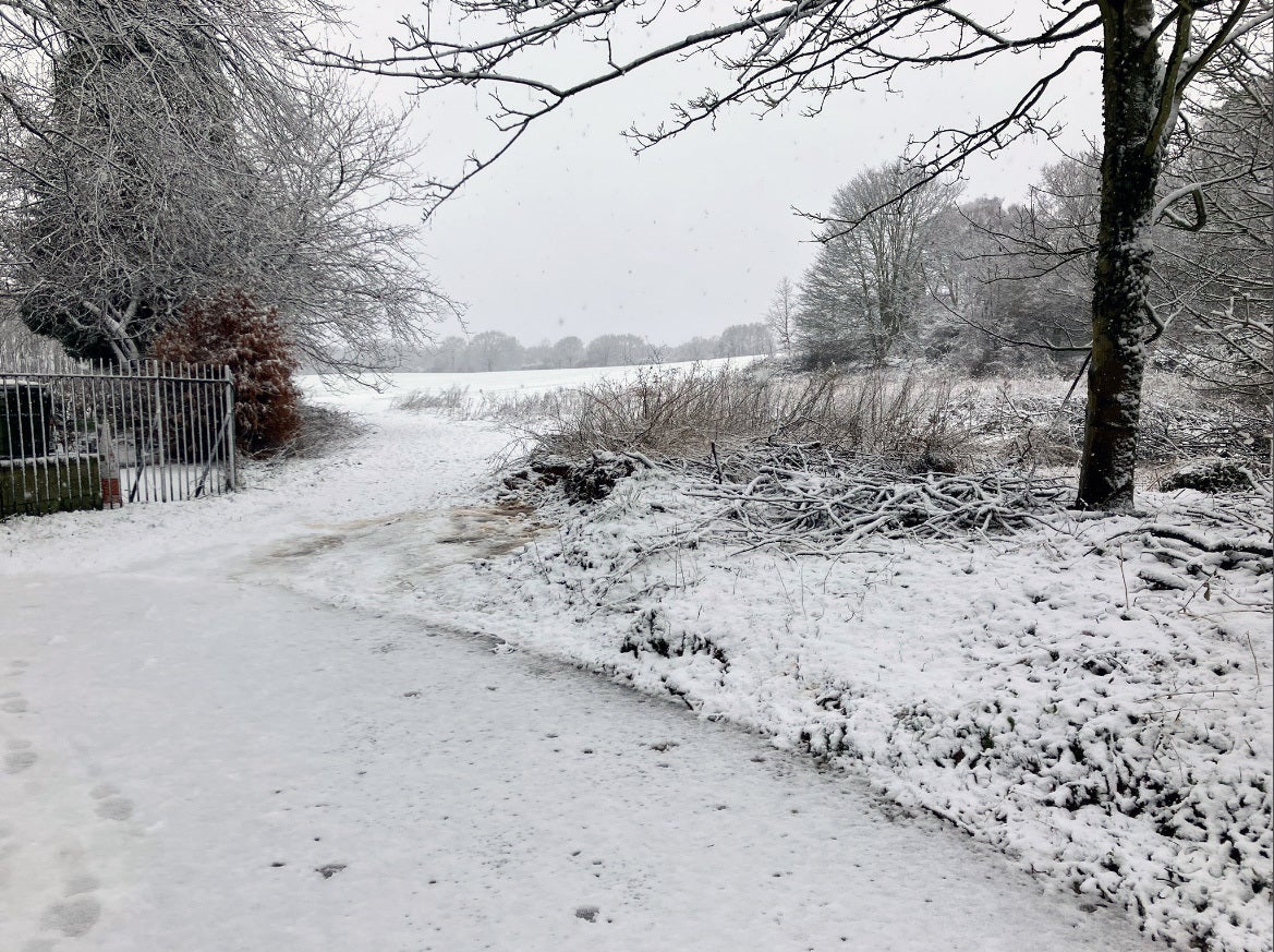 Sherwood Forest, Nottinghamshire is covered in a layer of snow