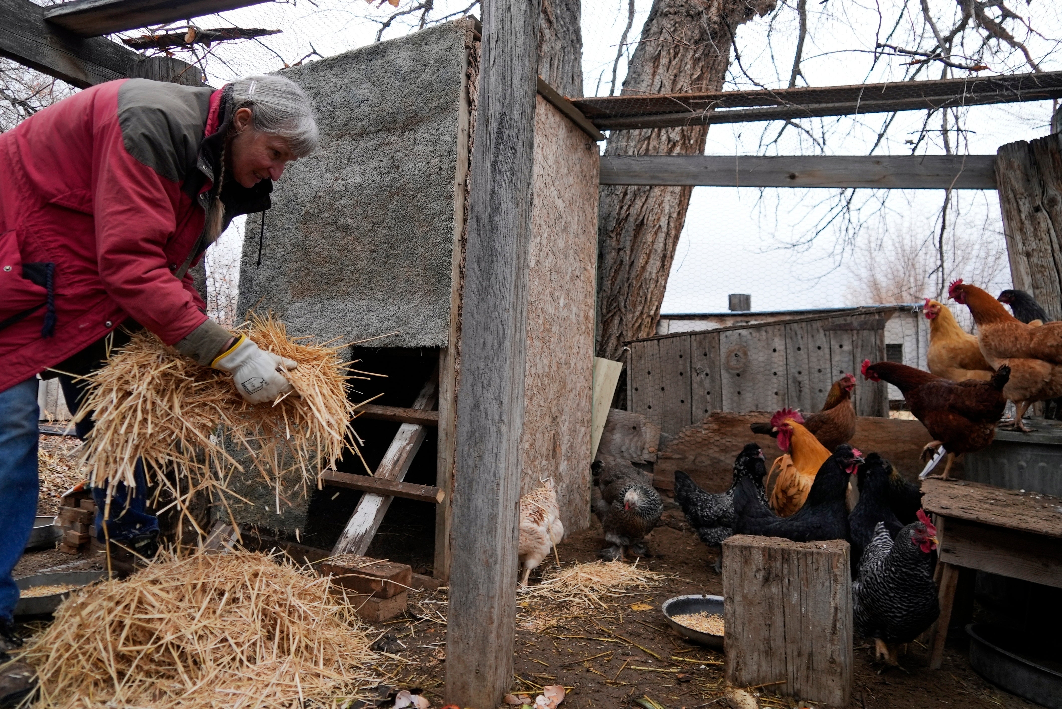 The bird flu outbreak has limited the supply and increased the price of eggs