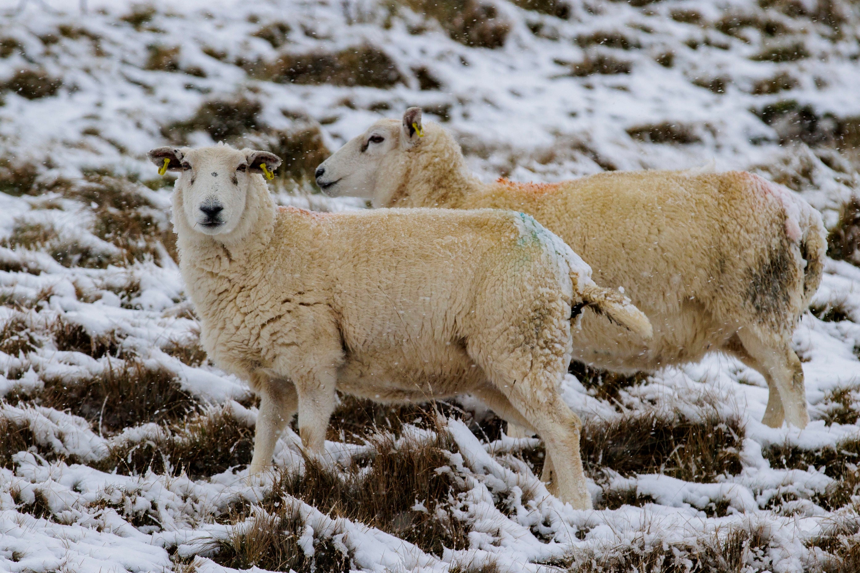 Sheep walk through snow on the Glenshane Pass in the Sperrin Mountains of County Londonderry/Derry