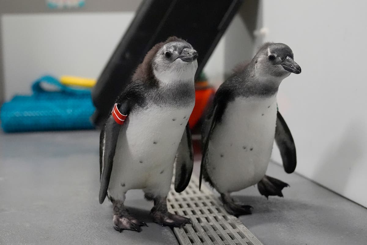 A baby boom of African penguin chicks hatches at a San Francisco science museum