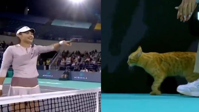 <p>Emma Raducanu bursts into laughter after cat invades court at Abu Dhabi Open.</p>