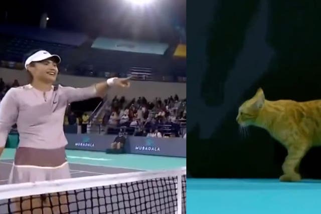 <p>Emma Raducanu bursts into laughter after cat invades court at Abu Dhabi Open.</p>