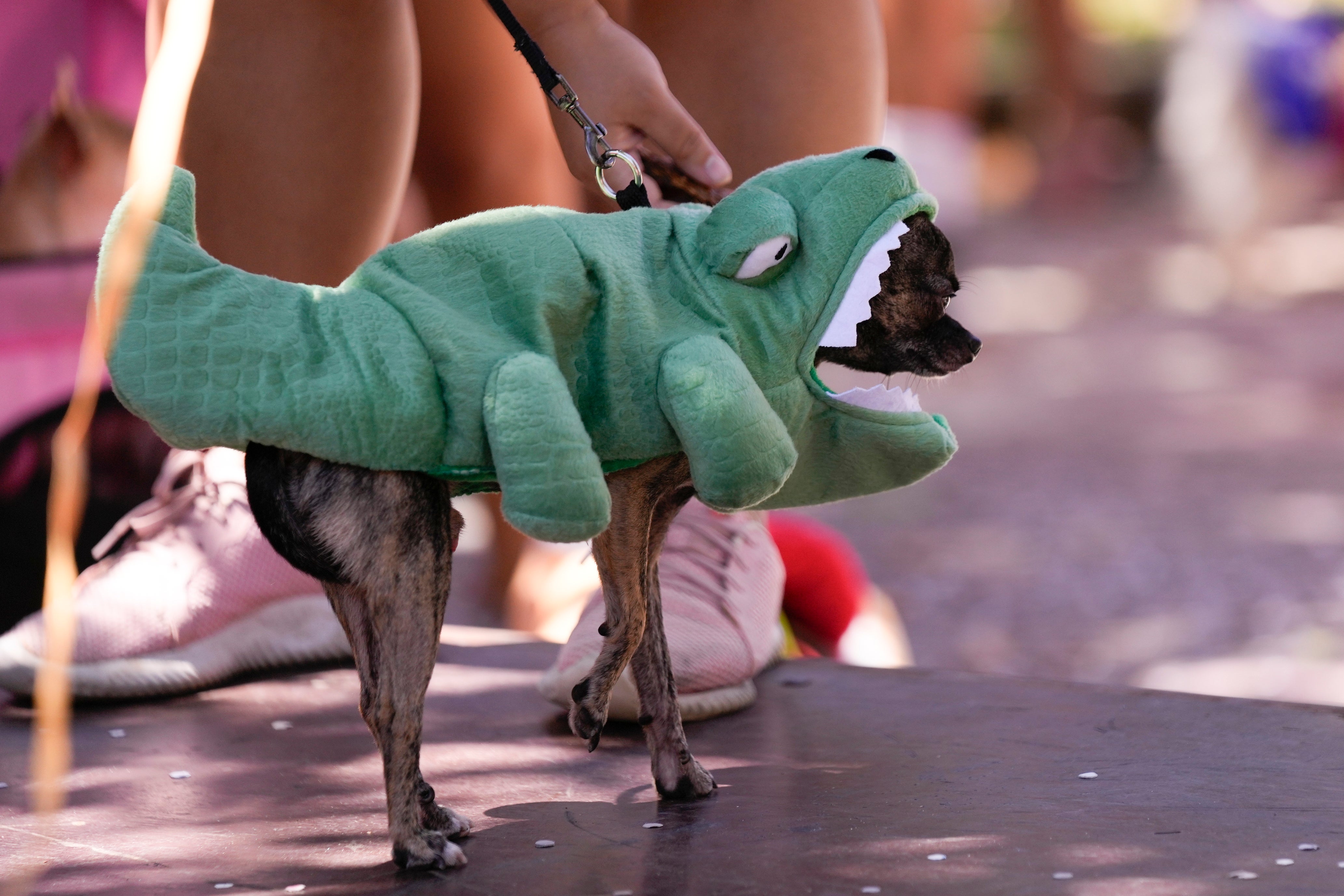 Brazil Carnival Dogs