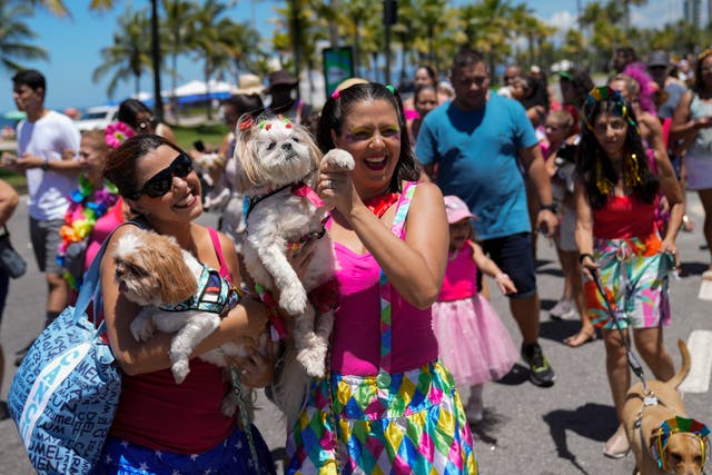 <p>Brazil Carnival Dogs</p>