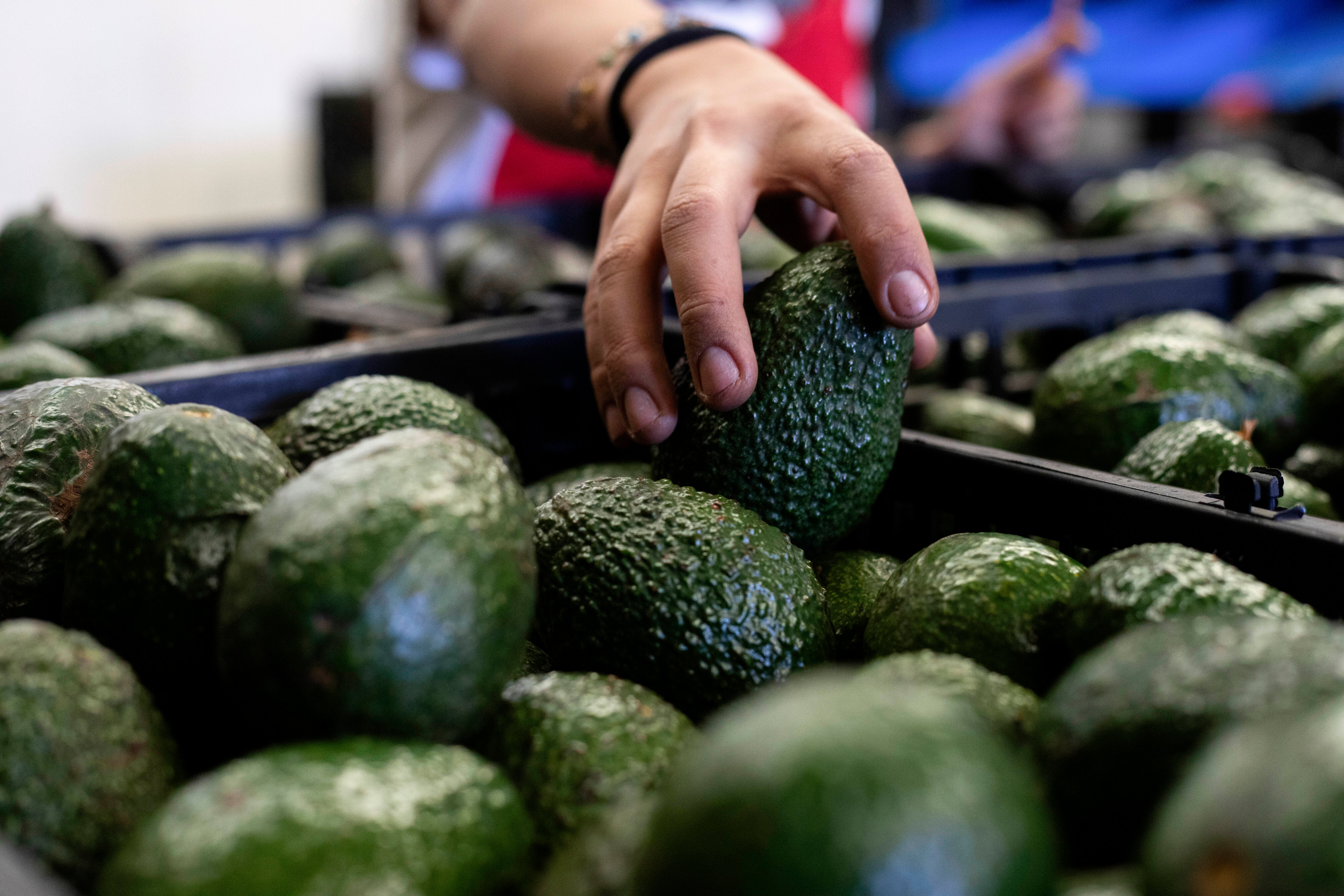 Mexico Avocado A worker packs avocados at a plant in Uruapan, Michoacan state, Mexico