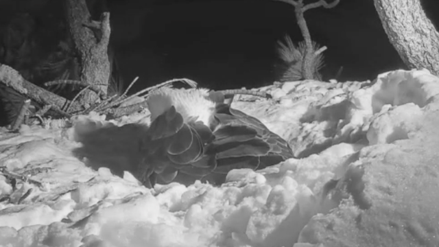 <p>California bald eagle nest webcam as pair care for three eggs.</p>