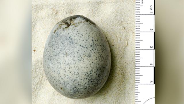 A Roman egg discovered in Aylesbury is believed to be the only one of its kind
