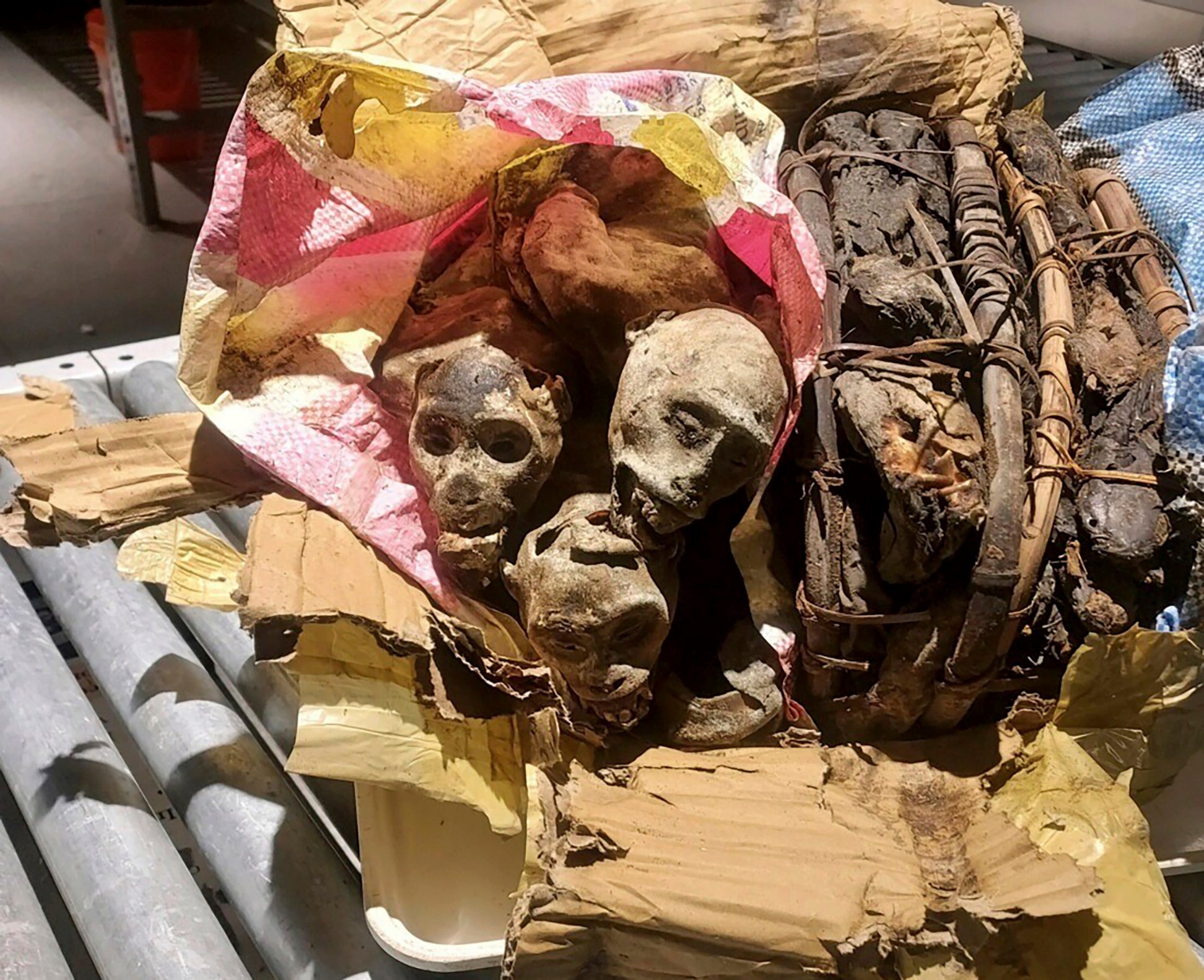 <p>The mummified remains of four monkeys discovered and seized from luggage from a traveller who’d been to the Democratic Republic of Congo before arriving at Boston</p>