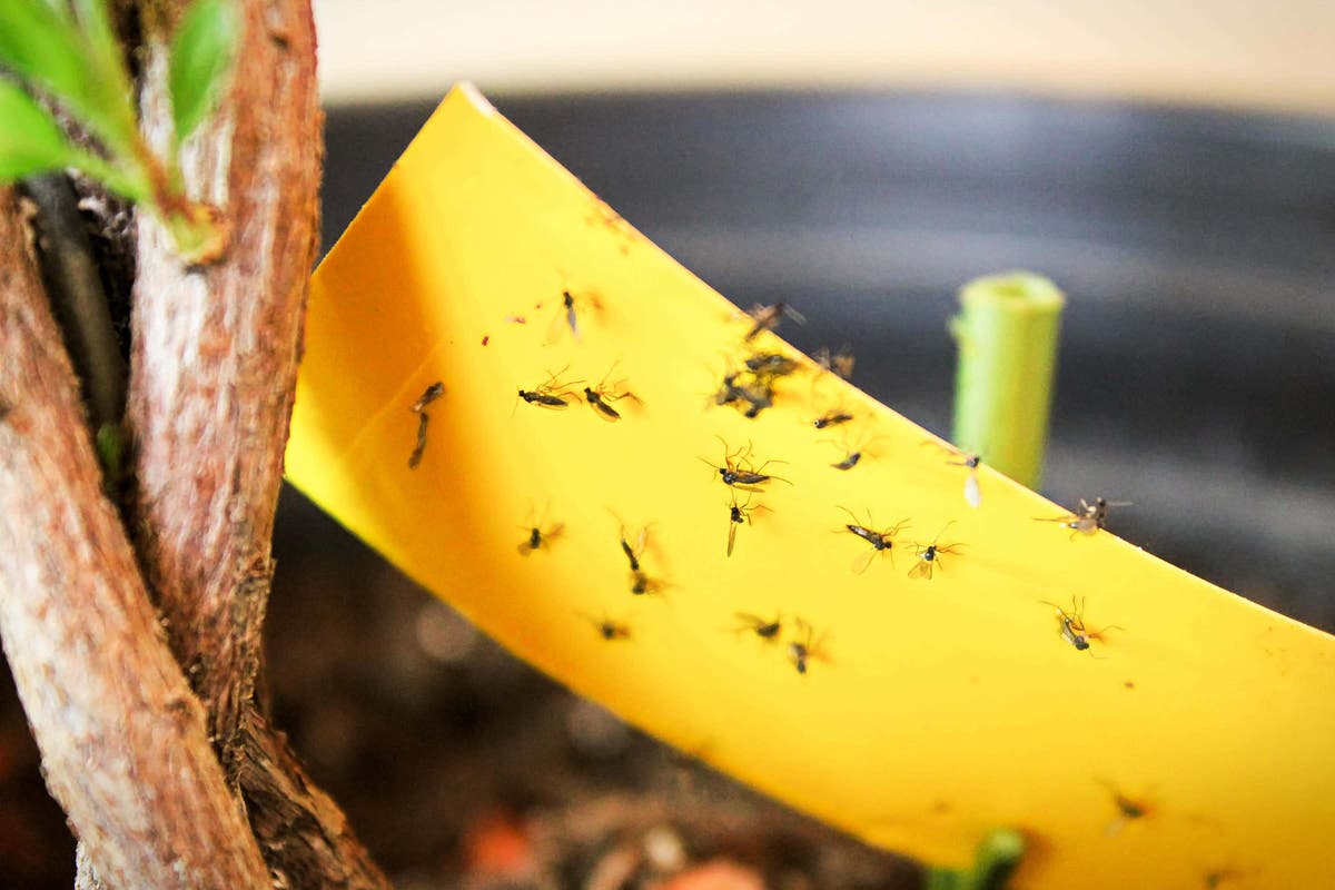 5 common houseplant pests &ndash; and how you can tackle them