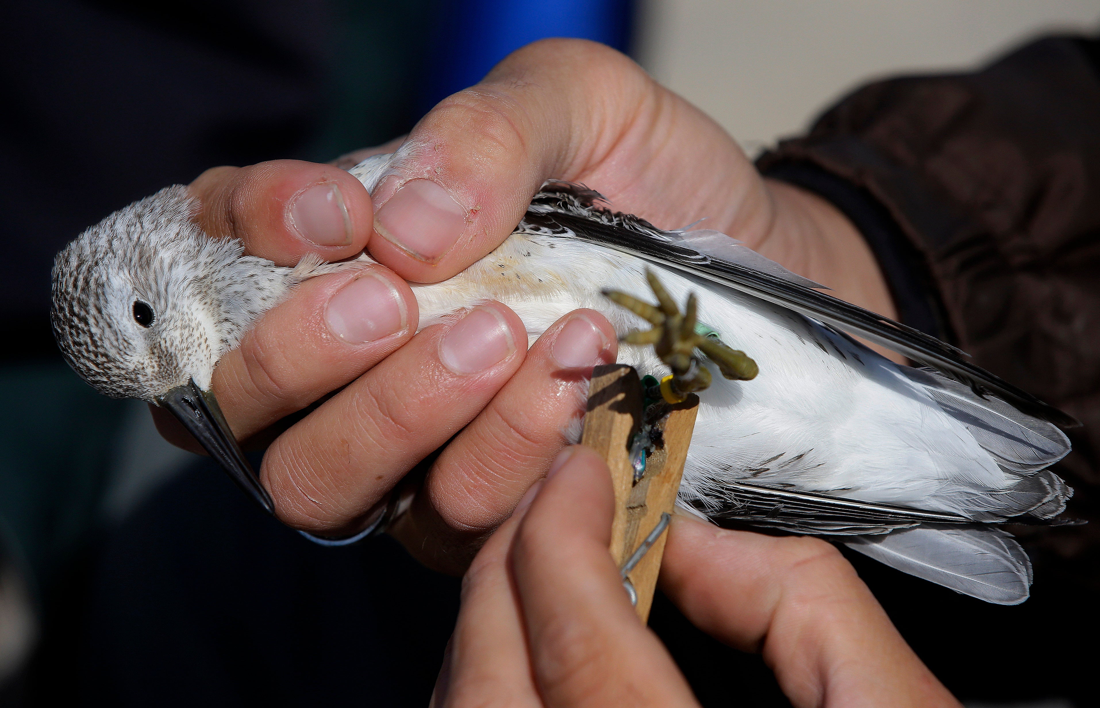 A researcher uses a clothes hanger to secure a geo-locator in place on the leg of a Red Knot shore bird