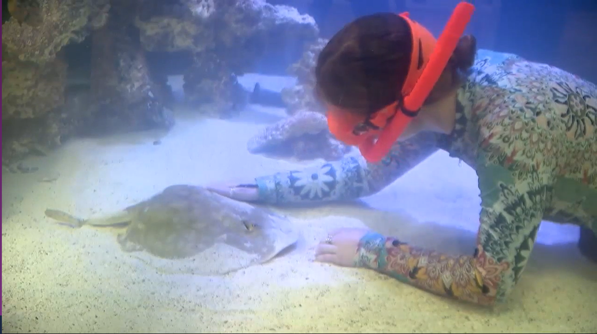 <p>Charlotte the stingray is pregnant and expecting four pups</p>