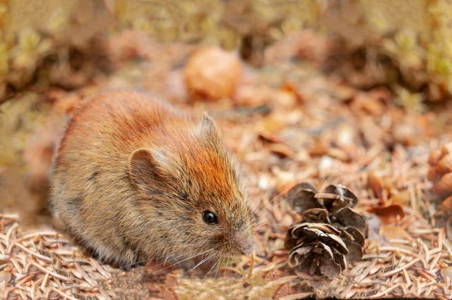 <p>Authorities said that Alaskapox can occur in red-backed voles in Fairbanks</p>