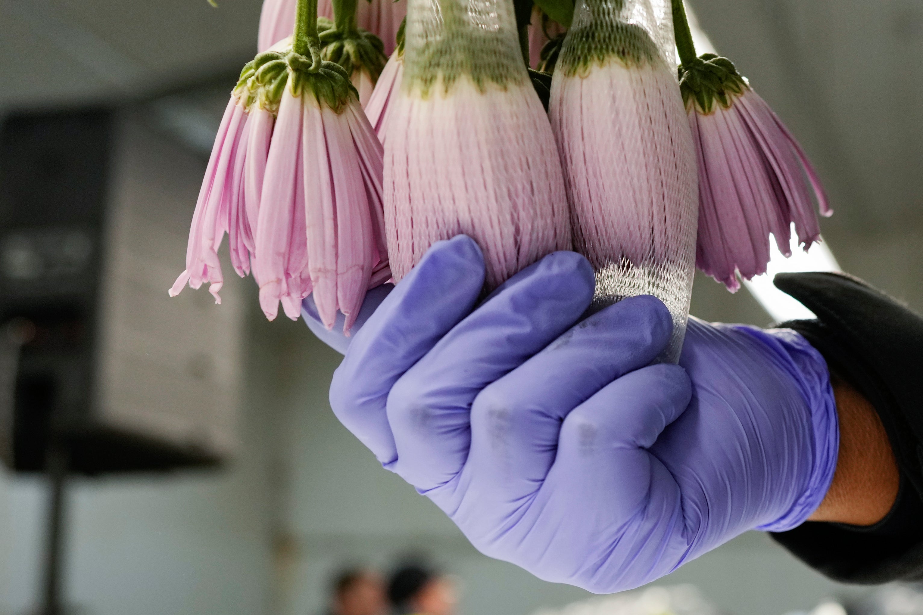 Valentines Day Flower Inspections