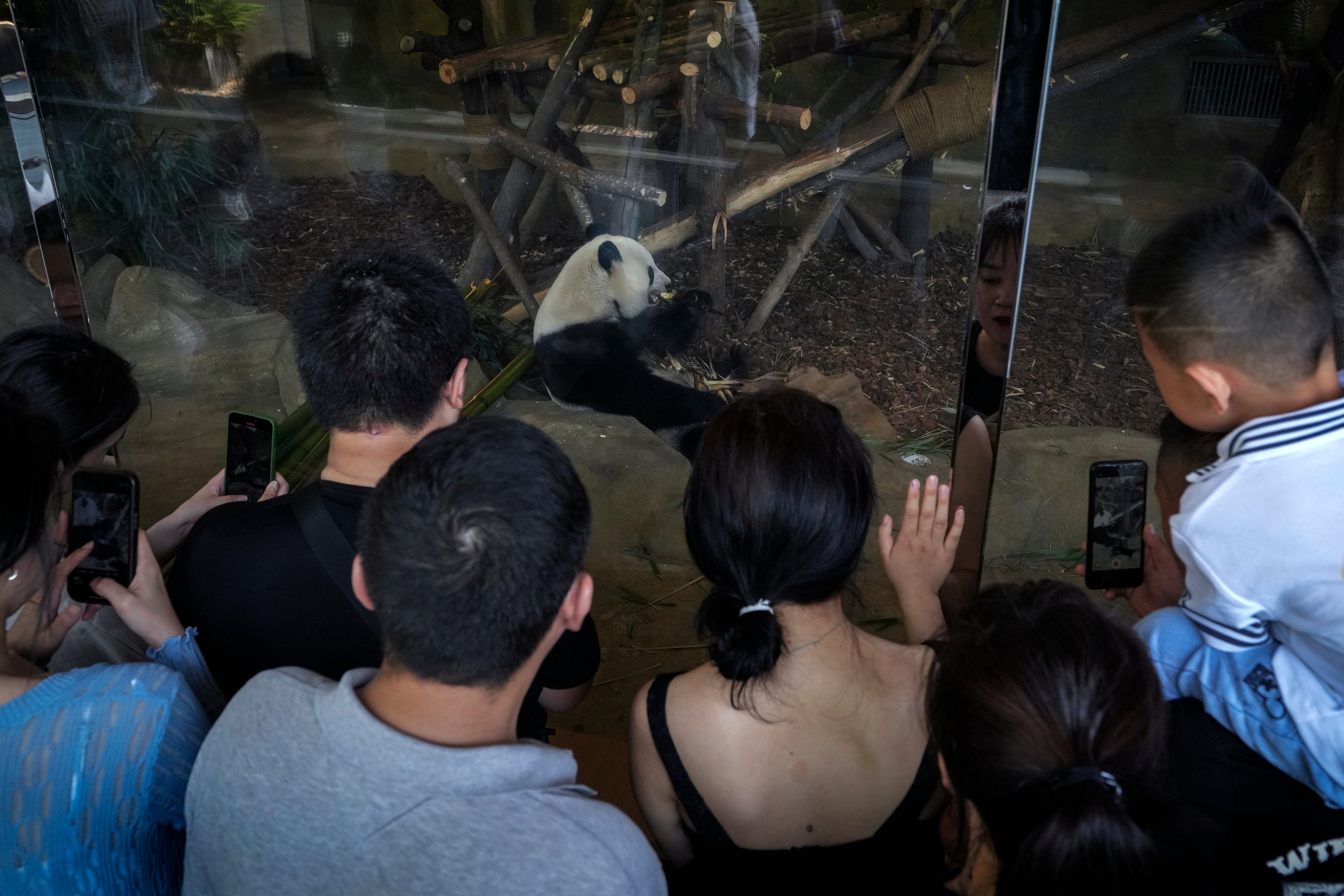 Visitors watch Tao Bang, one of the panda twins which returned from Shirahama