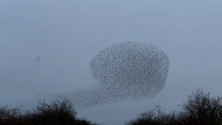 <p> Countryfile presenter Matt Baker captures spectacular starling murmuration footage.</p>