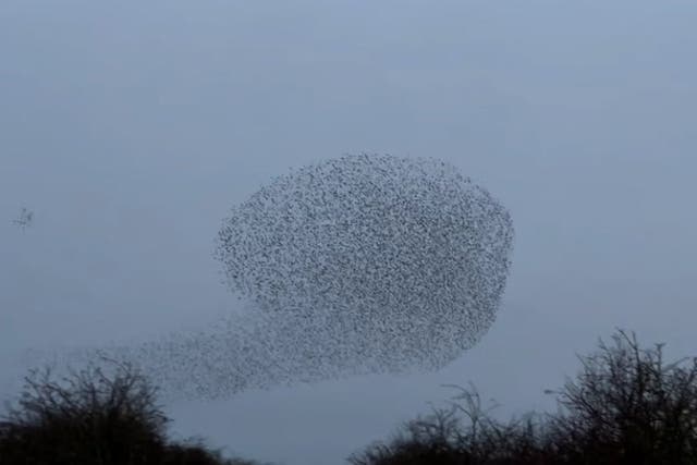 <p> Countryfile presenter Matt Baker captures spectacular starling murmuration footage.</p>