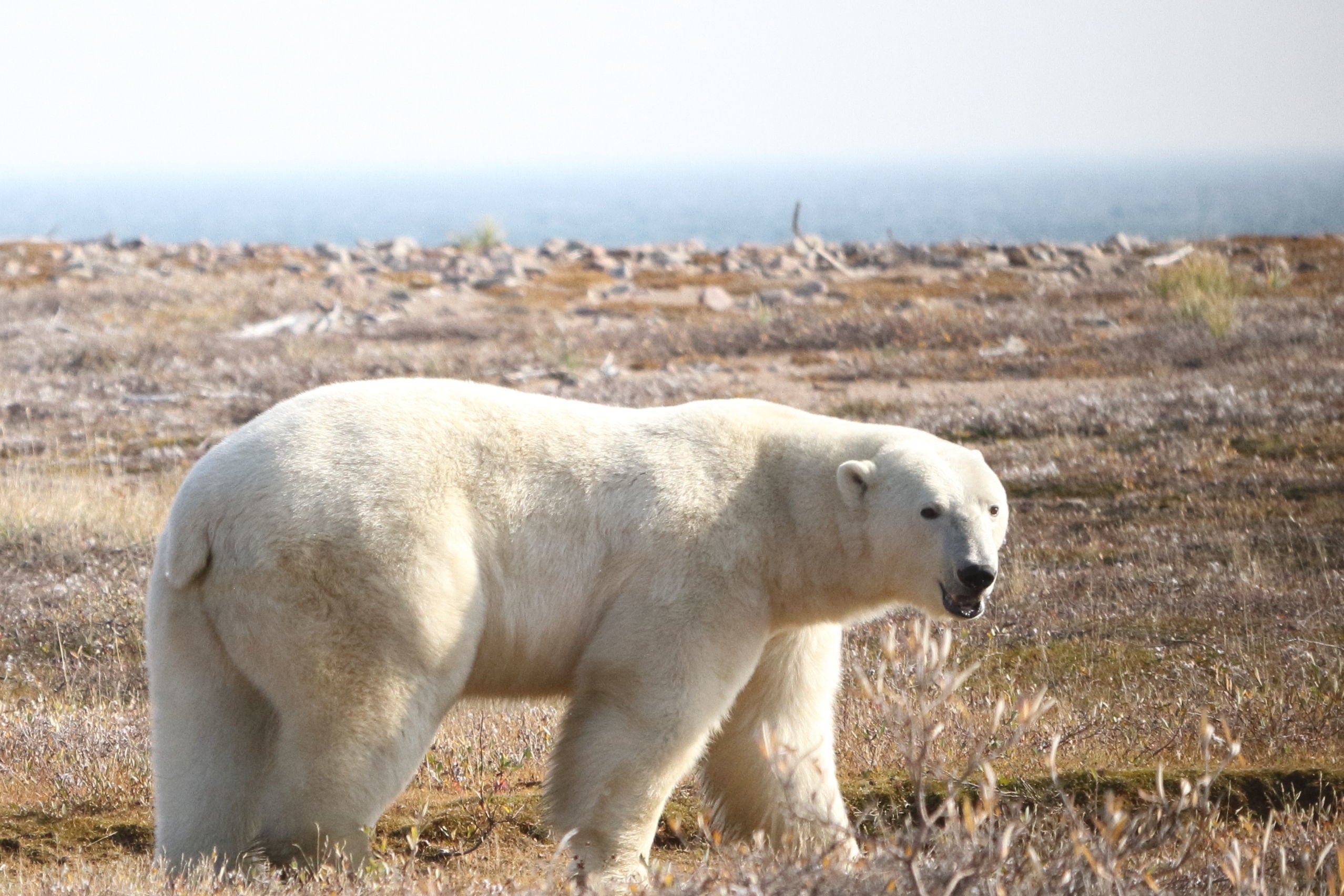Polar bears would be at risk of starvation