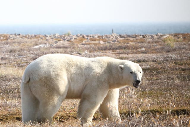 <p>Polar bears would be at risk of starvation   </p>