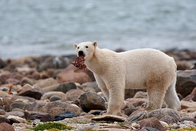 Climate Polar Bear Diet