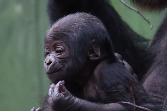 Western lowland gorilla born to Effie at London Zoo (London Zoo/PA)