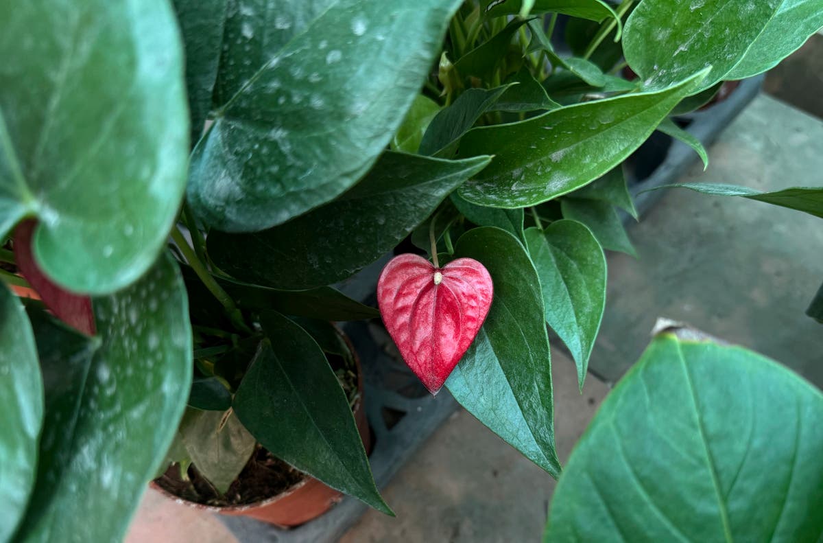 Which houseplants make great Valentine’s gifts? Let’s start with heart-shaped ones