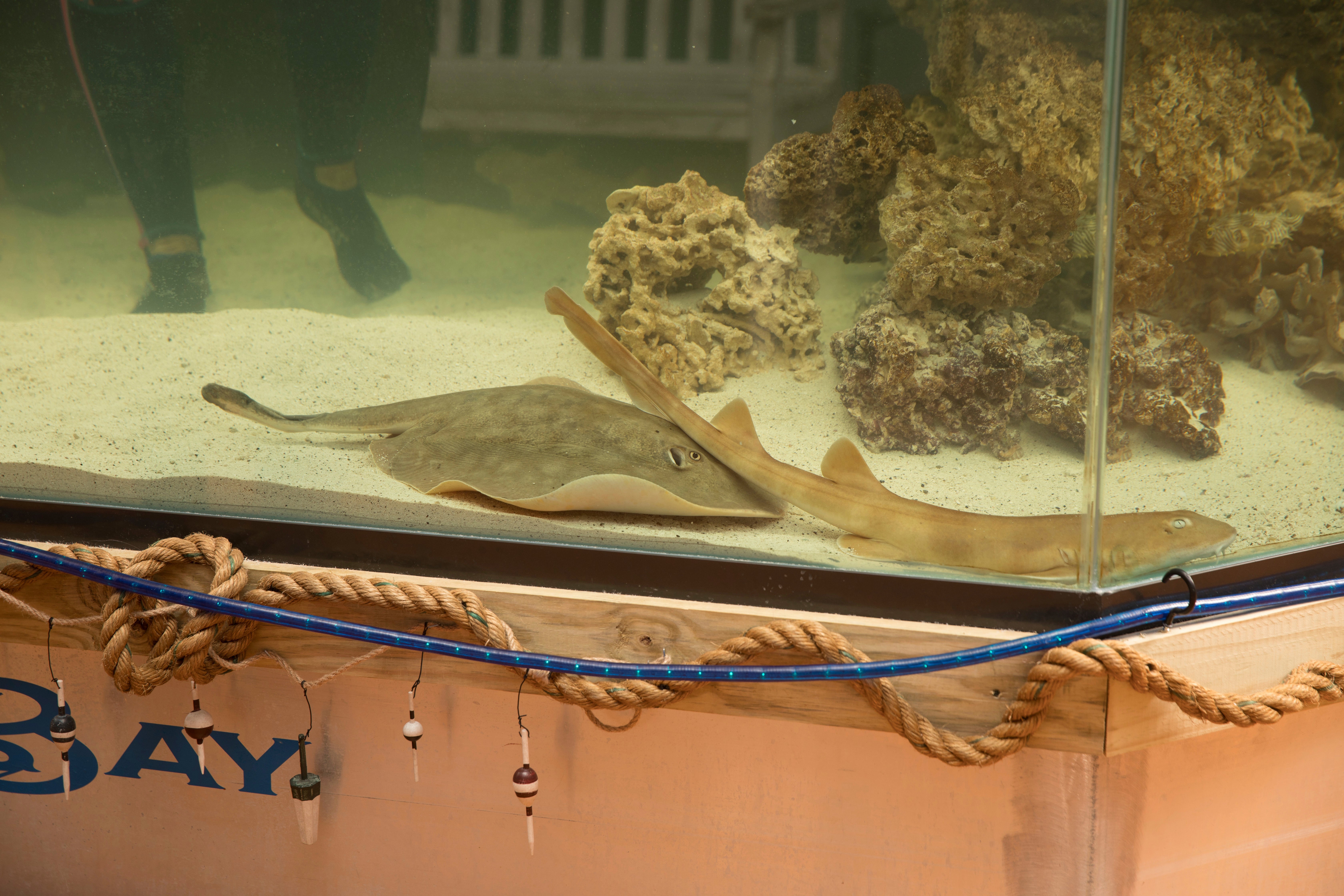 Charlotte, a round stingray, in an undated photo at the Aquarium and Shark Lab by Team ECCO in Hendersonville