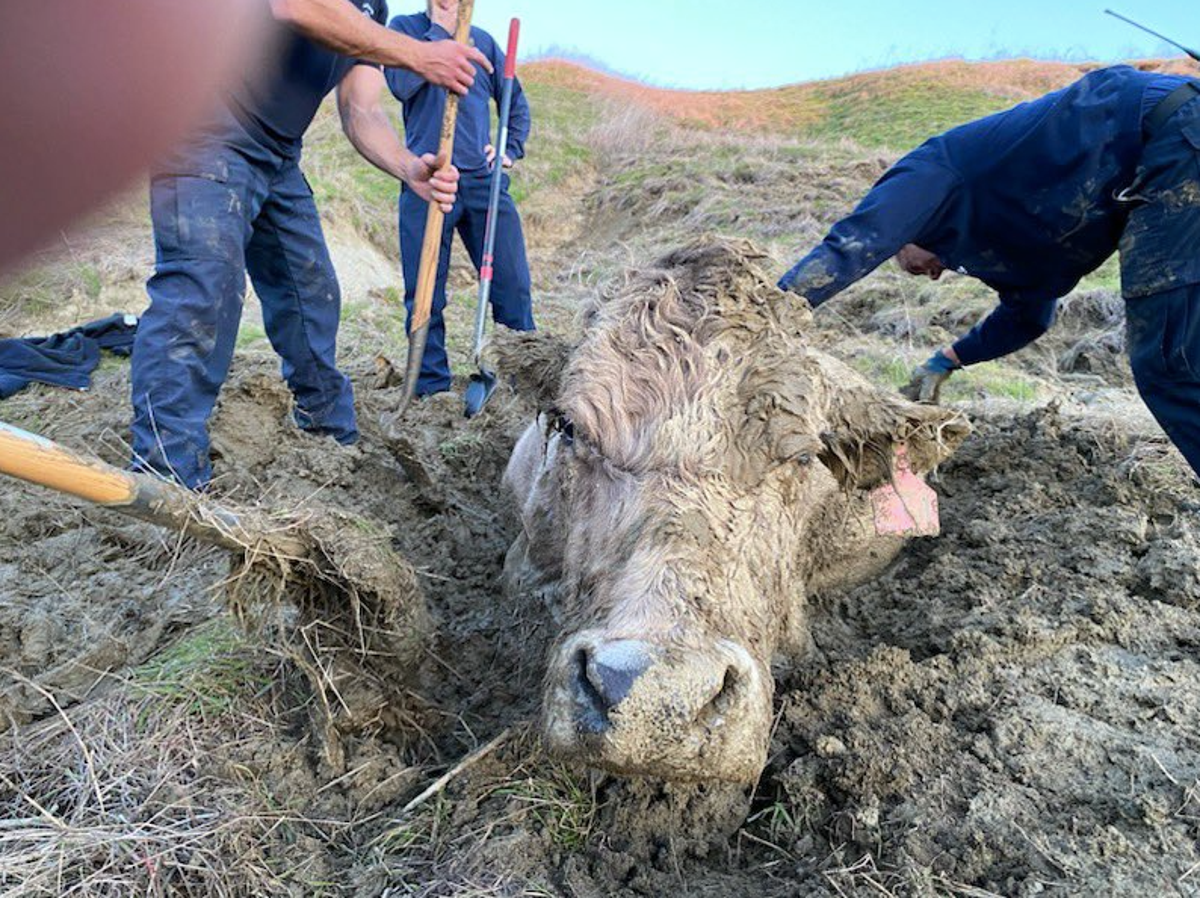 California firefighters rescue cow stuck up to its neck in deep mud