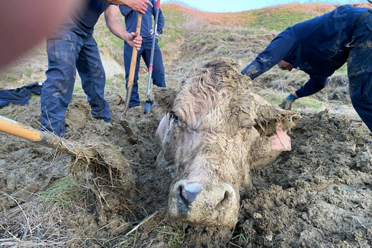 California firefighters rescue cow stuck up to its neck in deep mud ...