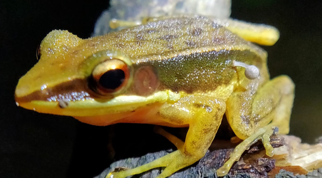 <p>A Rao’s intermediate golden-backed frog with Bonnet mushroom sprouting from its hind leg</p>