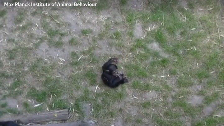 <p>Young apes playfully teasing one another shows they have ‘great sense of humour’.</p>