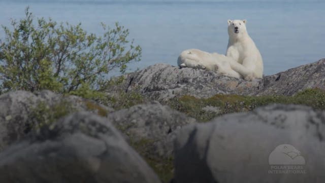 <p>Polar bears face starvation risk in longer ice-free Arctic periods, scientists warn.</p>