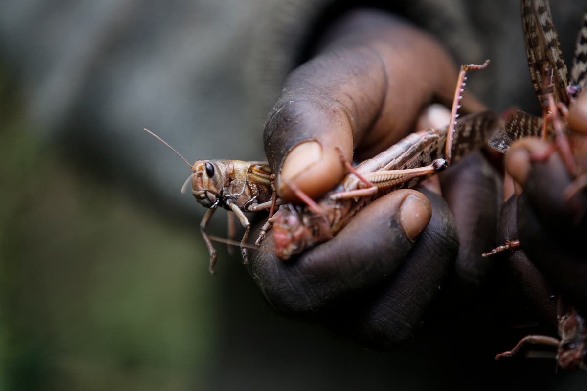 Larger locust outbreaks are a risk of more erratic weather | Climate - Vimarsana News