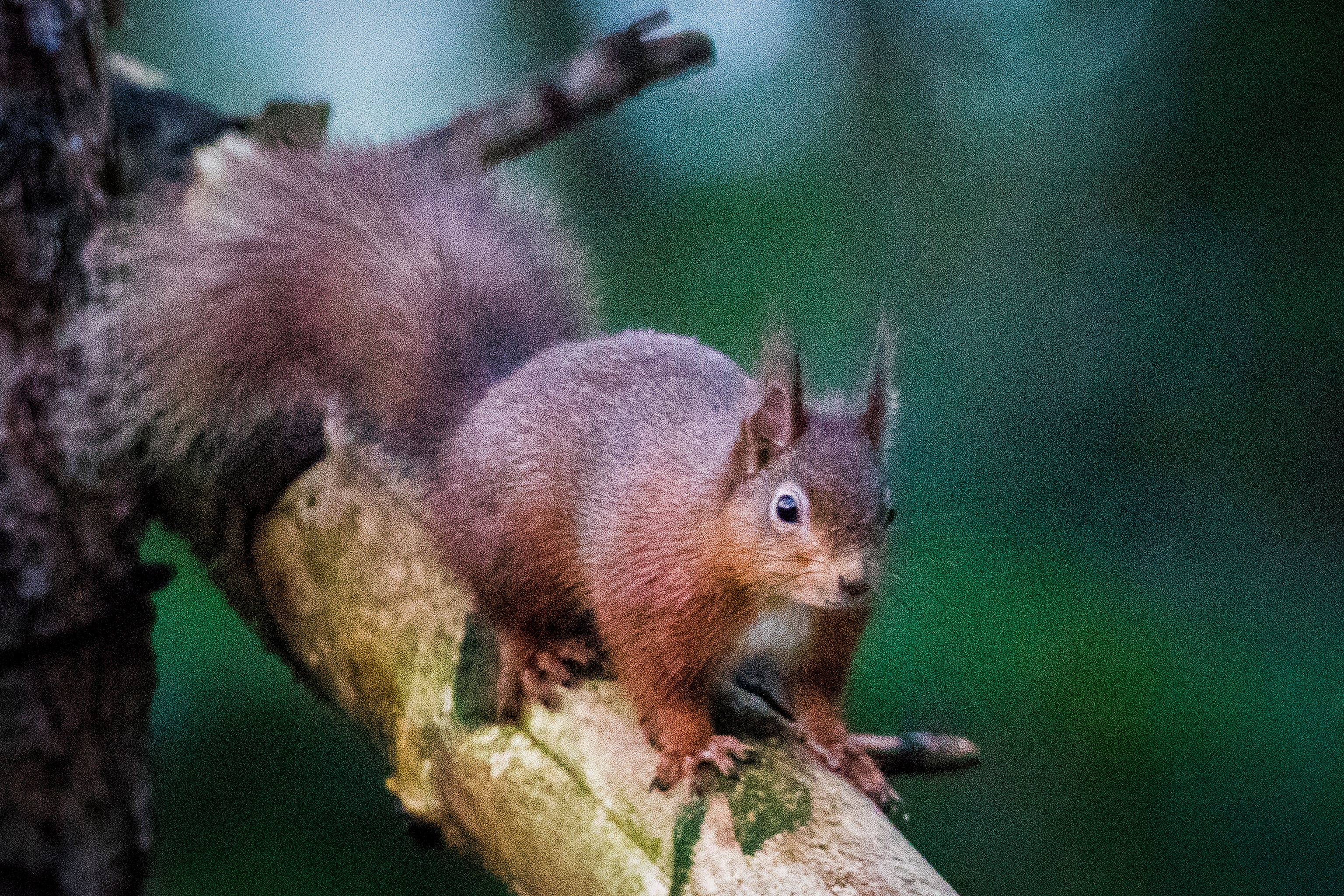 A red squirrel foraging for food in the woodlands (Liam McBurney/PA)