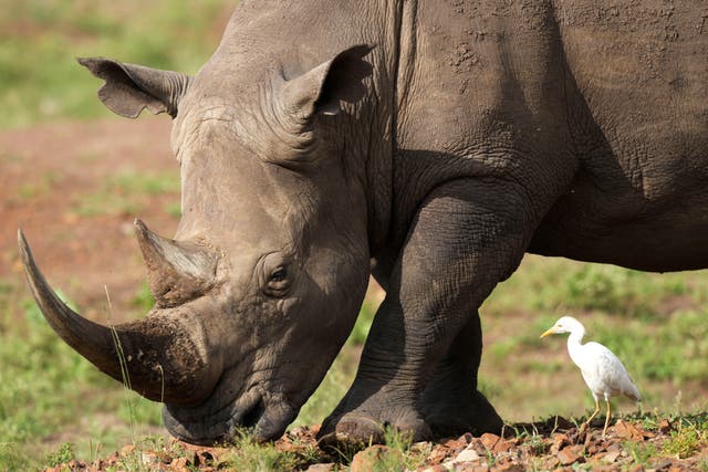 Rhinos - latest news, breaking stories and comment - The Independent