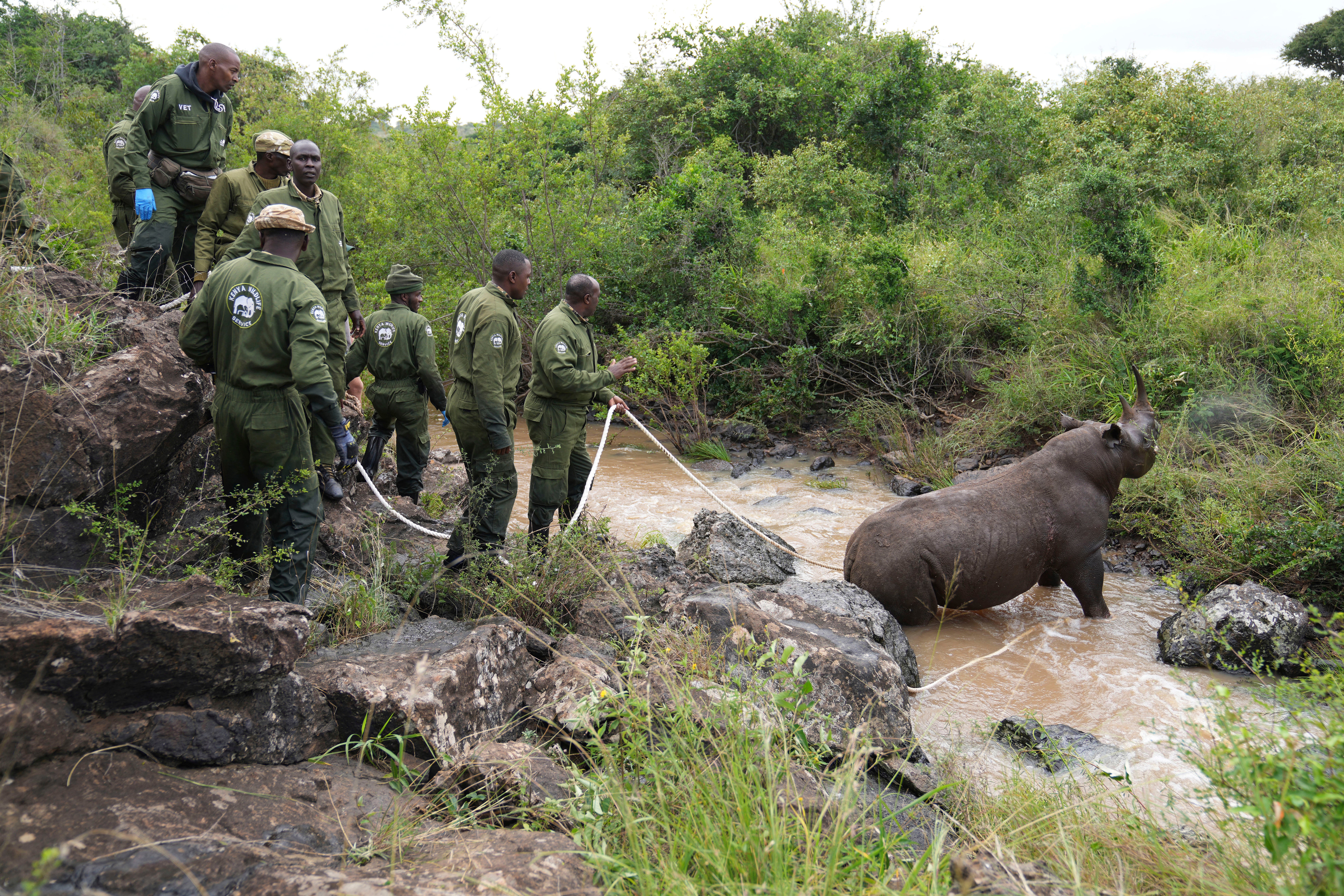 Kenya Relocating Rhinos